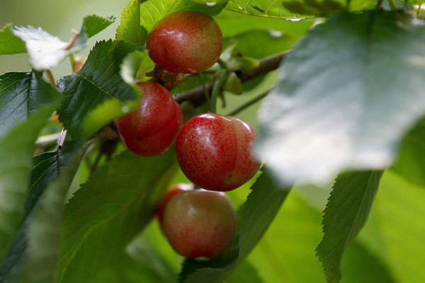 Erken yetişen kirazın fiyatı yok artık dedirtti - Resim: 1