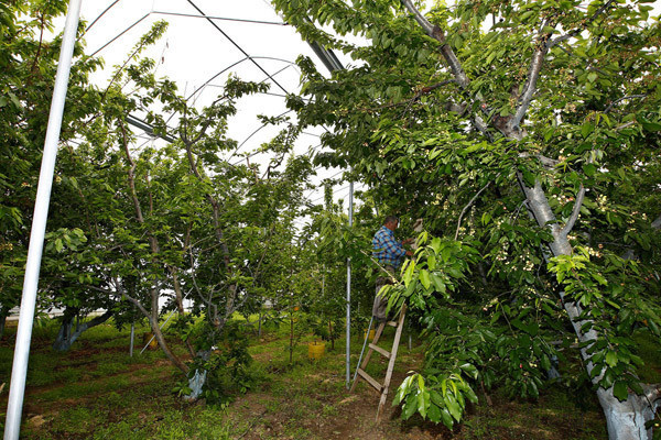 Erken yetişen kirazın fiyatı yok artık dedirtti - Resim: 2