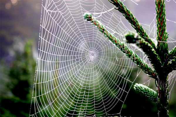 Örümcek ağı çelikten daha sağlam - Resim: 2