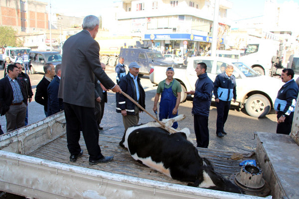 Buldukları inekleri sokakta kesiyorlar! - Resim: 1