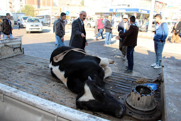 Buldukları inekleri sokakta kesiyorlar! - Resim: 2