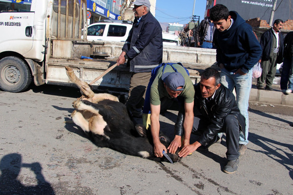 Buldukları inekleri sokakta kesiyorlar! - Resim: 3
