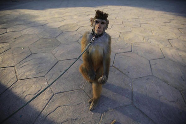 Pakistan'da maymun terbiyeciliği - Resim: 4