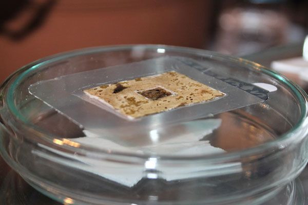 Yaraları anında yok eden mucizevi buluş! Vanlı öğrencilerden 'organik yara bandı' - Resim: 1