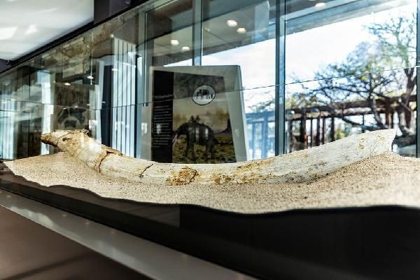 Kayseri'de bulunan 7,5 milyon yıllık fosiller sergide ziyarete açıldı - Resim: 3