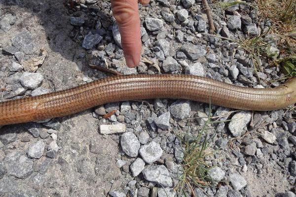 İzmir ve Aydın'da önemli uyarı: Sakın öldürmeyin - Resim: 4