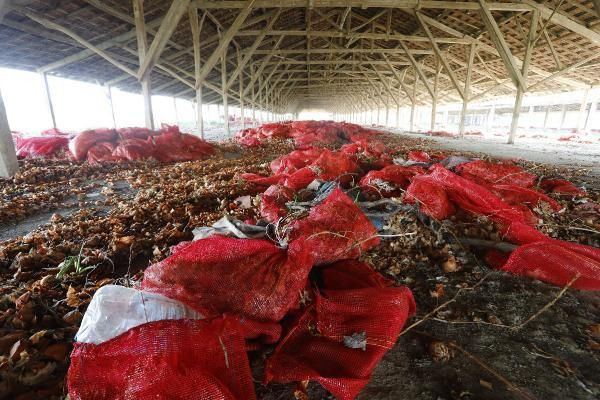 Ankara'da zam gelecek diye bekletilen soğanlar depoda çürüdü - Resim: 1