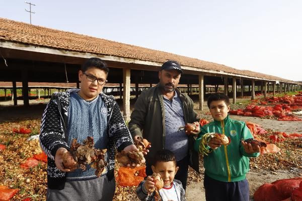 Ankara'da zam gelecek diye bekletilen soğanlar depoda çürüdü - Resim: 2