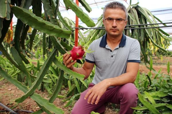 İşi gücü bırakıp ejder meyvesi yapmaya başladı! Şimdilerde para basıyor - Resim: 1