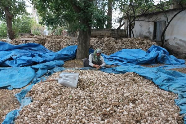 İngiltere'de öğrenim gördü mühendis oldu! Türkiye'de sarımsak ihraç ediyor - Resim: 2