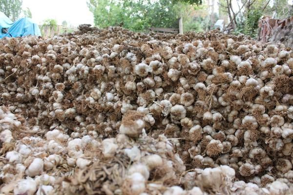 İngiltere'de öğrenim gördü mühendis oldu! Türkiye'de sarımsak ihraç ediyor - Resim: 4