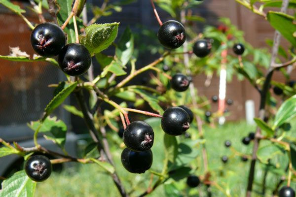 İlk kez Samsun'da üretimi başladıAronia'nın faydaları saymakla bitmiyor - Resim: 1