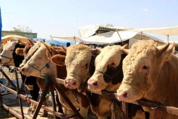 Uzmanlar Kurban Bayramı için uyardı kesinlikle yapmamanız gereken şey - Resim: 2