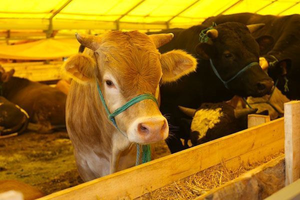 Uzmanlar Kurban Bayramı için uyardı kesinlikle yapmamanız gereken şey - Resim: 1