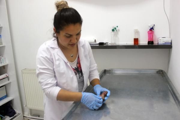 Tam 6 ayaklı ve 2 kuyruklu! Karaman'da görenleri hayrete düşüren olay - Resim: 3