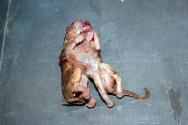 Tam 6 ayaklı ve 2 kuyruklu! Karaman'da görenleri hayrete düşüren olay - Resim: 1