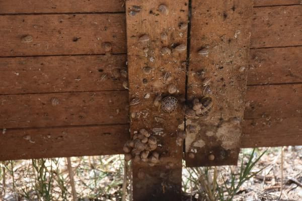 Türkiye'nin kuluçkahaneli ilk salyangoz merkezi İzmir'de! Tüm dünyaya ihraç ediliyor - Resim: 3