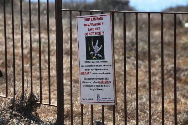 Görsel şölen! Kum zambağını koparana 48 bin 625 lira ceza kesilecek - Resim: 3