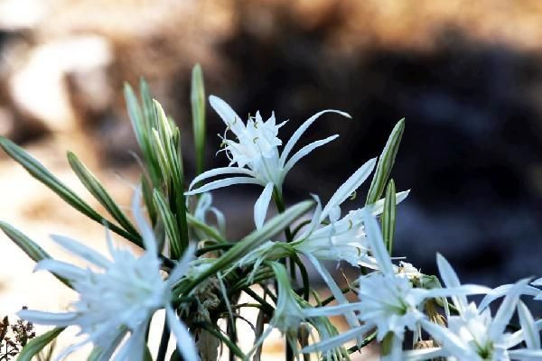 Görsel şölen! Kum zambağını koparana 48 bin 625 lira ceza kesilecek - Resim: 4