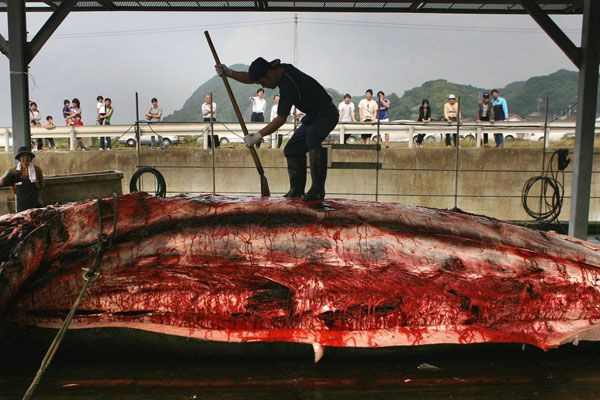 Geleneksel 'yunus' katliamı Japonya'da başladı yine dünyadan tepkiler yağdı - Resim: 2