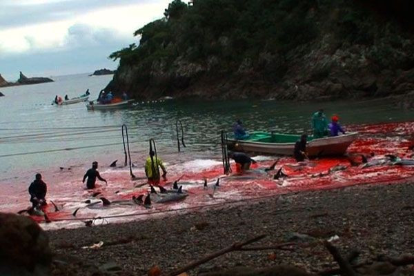Geleneksel 'yunus' katliamı Japonya'da başladı yine dünyadan tepkiler yağdı - Resim: 1