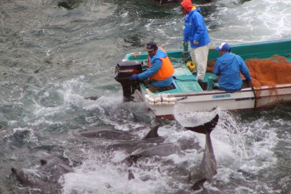 Geleneksel 'yunus' katliamı Japonya'da başladı yine dünyadan tepkiler yağdı - Resim: 4