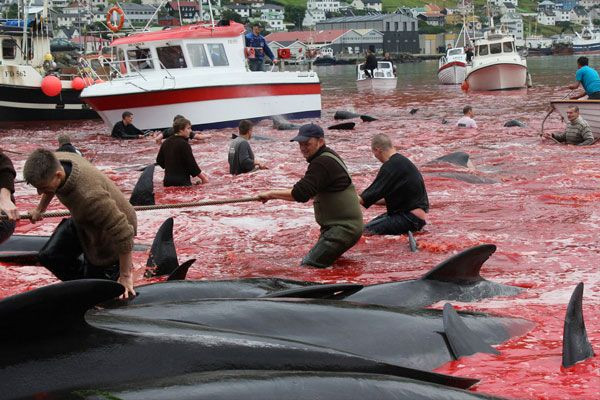Geleneksel 'yunus' katliamı Japonya'da başladı yine dünyadan tepkiler yağdı - Resim: 3