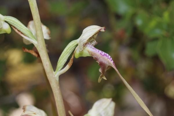 Antalya'da tarihi 2000 yıl öncesine dayanan 5 antik kentte 5 endemik bitki koruma altında - Resim: 2