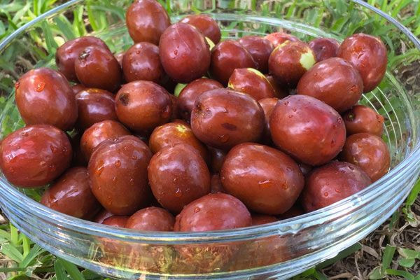 Ölümsüzlük meyvesi deniyor hünnap meyvesinin faydaları saymakla bitmiyor - Resim: 2