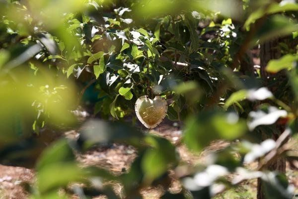 Sevgili çiftlerden talep patlaması var! Her ağaçta sadece 1 tane yetişiyor - Resim: 1