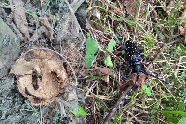 Trabzon'daki fındık bahçelerine dadandı hızla yayılıp zarar veriyor - Resim: 3