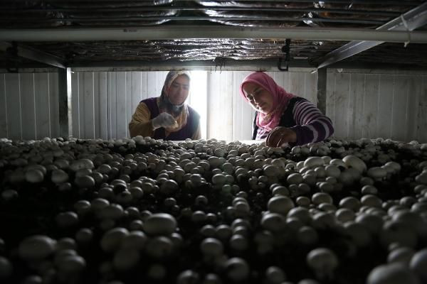 'Mantarın başkenti' Türkiye'de üretilenin yüzde 54'ü burada yetiştiriliyor! - Resim: 3