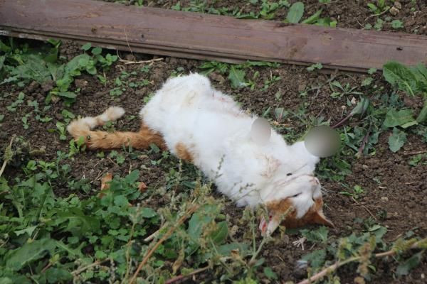 Bolu'da akılalmaz canilik! Son bir haftada 6 kedinin ayakları kesilmiş halde bulundu - Resim: 2