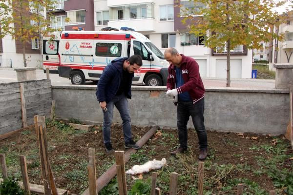 Bolu'da akılalmaz canilik! Son bir haftada 6 kedinin ayakları kesilmiş halde bulundu - Resim: 1