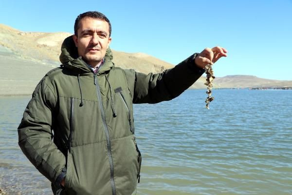 Van Gölü'nde büyük tehlike! Zebra midye tam 800 yıl sonra ortaya çıktı - Resim: 1