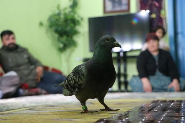 Hakkari'de bulundu sırrı çözülemiyor! Ayağında 'İran 2018' yazıyor - Resim: 3