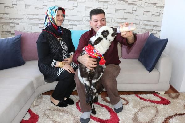 Yanından ayırmadığı kuzusuyla maça gitti dışarı çıkarıldı - Resim: 1