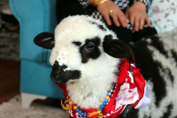 Yanından ayırmadığı kuzusuyla maça gitti dışarı çıkarıldı - Resim: 4