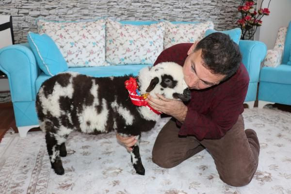 Yanından ayırmadığı kuzusuyla maça gitti dışarı çıkarıldı - Resim: 2