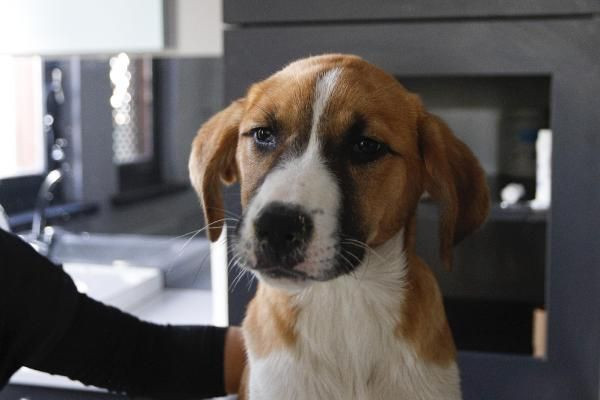 Fındık'tan güzel haberler var patileri ile hayata sımsıkı tutundu - Resim: 4