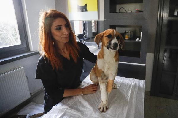 Fındık'tan güzel haberler var patileri ile hayata sımsıkı tutundu - Resim: 1