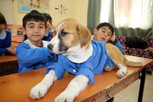 Klinikte tedavi gören Fındık, kurtarılamadı - Resim: 1