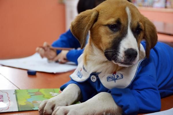 Önlüklü fotoğrafı ile hafızalara kazınan "Fındık" gömüldü - Resim: 2