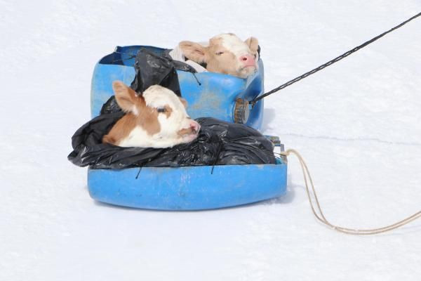 Buzağılar Palandöken'de kayak pistine çıktı 'hastalandılar ne yapayım' - Resim: 3