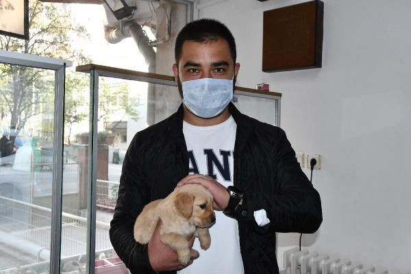 Evcil hayvan satışları sokağa çıkma yasakları sonrası patladı ancak işin içinde çıkar var - Resim: 2