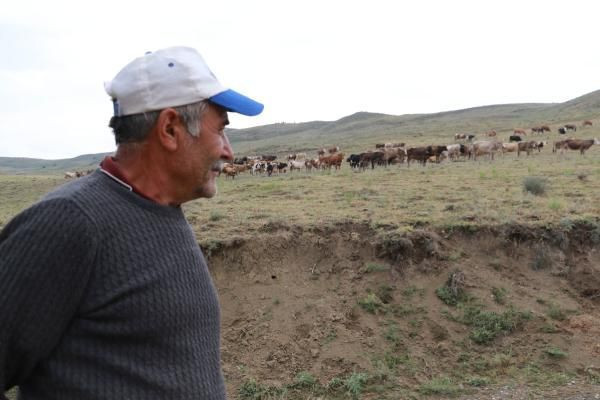 Çorum'da aslan ihbarları yağıyor! Aslan iddiaları çobanları korkutuyor - Resim: 1