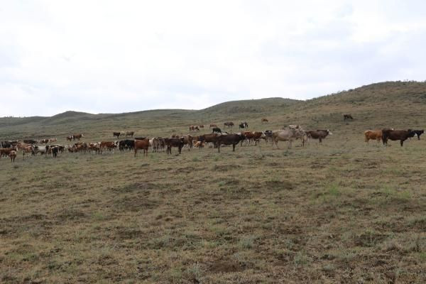 Çorum'da aslan ihbarları yağıyor! Aslan iddiaları çobanları korkutuyor - Resim: 2