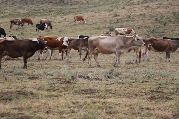 Çorum'da aslan ihbarları yağıyor! Aslan iddiaları çobanları korkutuyor - Resim: 3