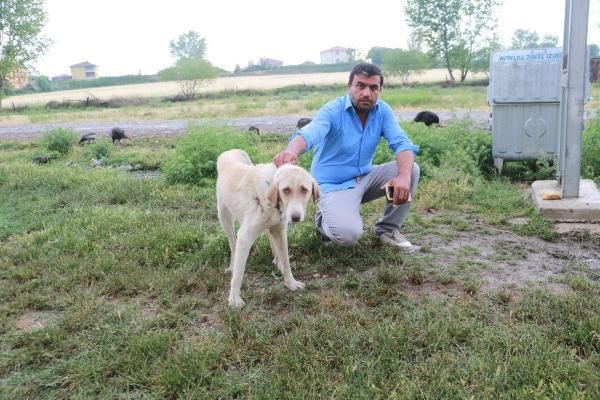 Çorum'da aslan ihbarları yağıyor! Aslan iddiaları çobanları korkutuyor - Resim: 4