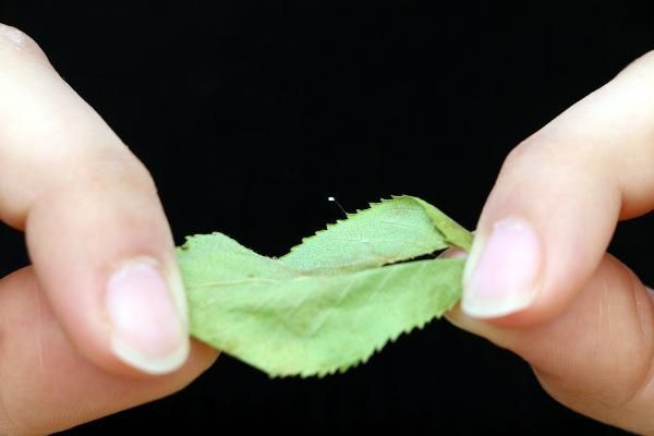 'Udumbara Çiçeği' 3 bin yılda bir açıyor! Bu yıl Çanakkale'de açtı - Resim: 2